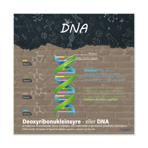 Oversigt over Dna