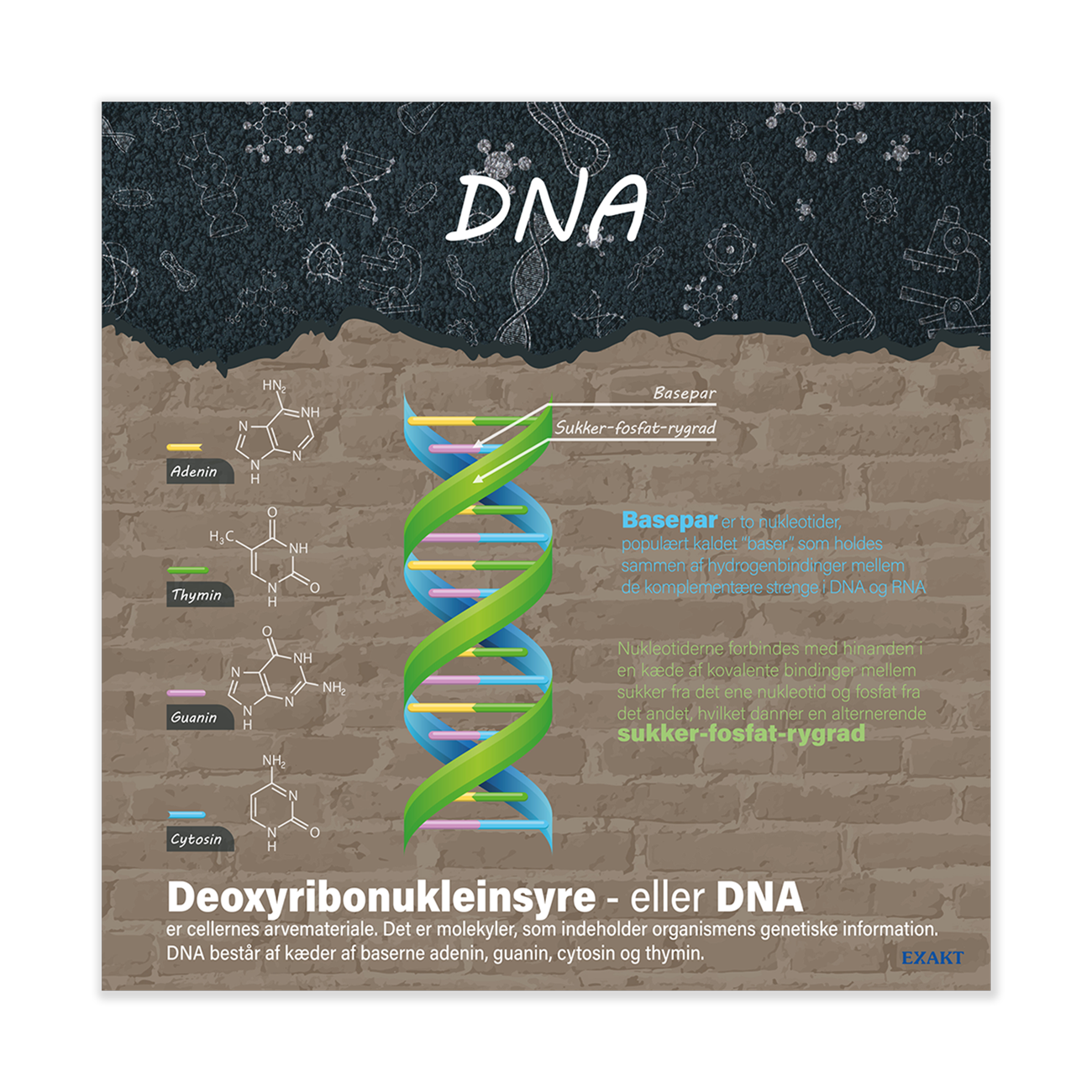 Oversigt over Dna